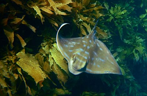 An eagle ray glides through a kelp bed in the Bay of Islands.